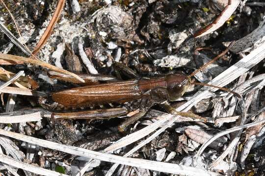 Aeropedellus clavatus (Thomas & C. 1873)的圖片