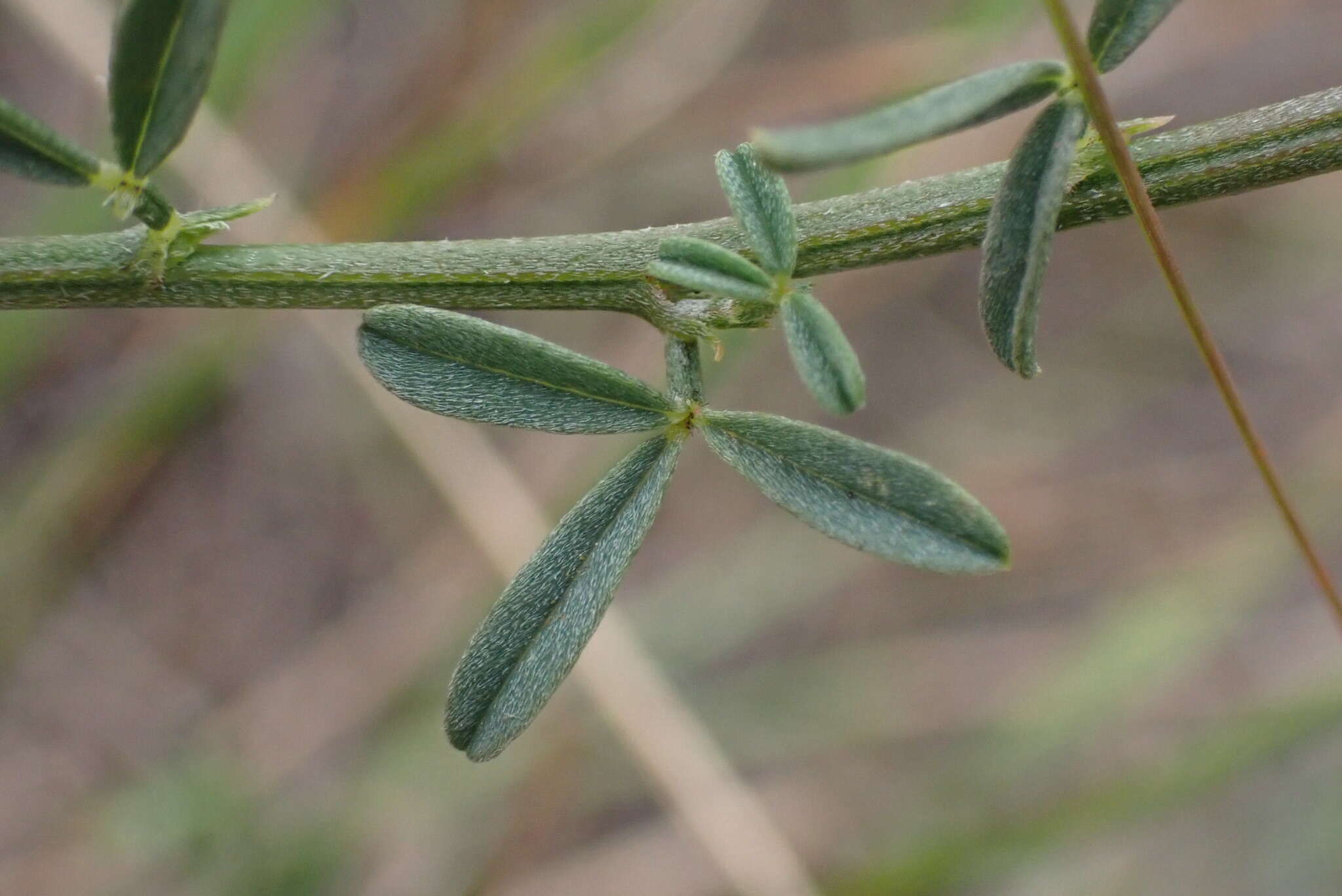 Imagem de Indigofera priorii