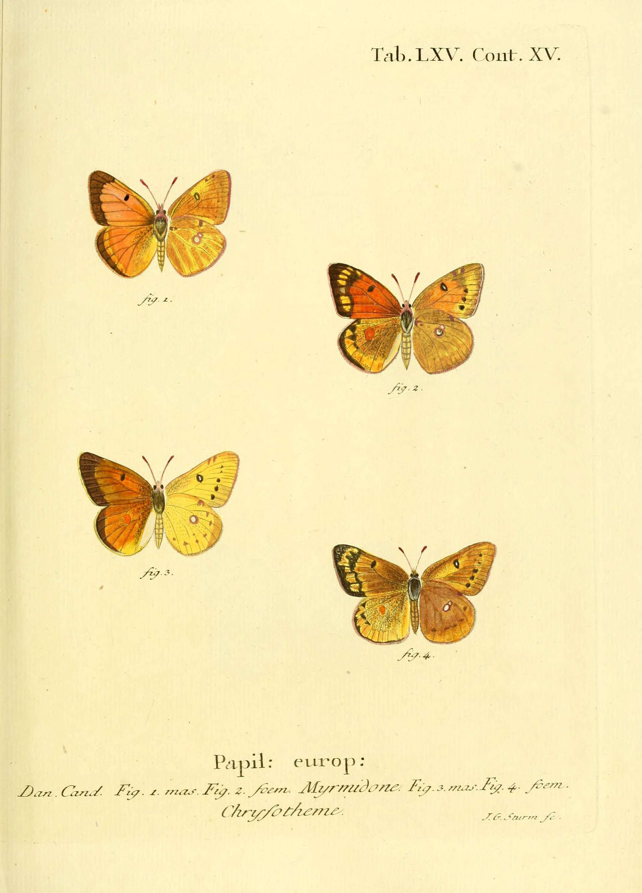 Image of Colias myrmidone (Esper 1781)