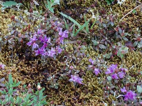 صورة Rhododendron lapponicum var. lapponicum