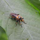 Image of Laphria apila (Bromley 1951)