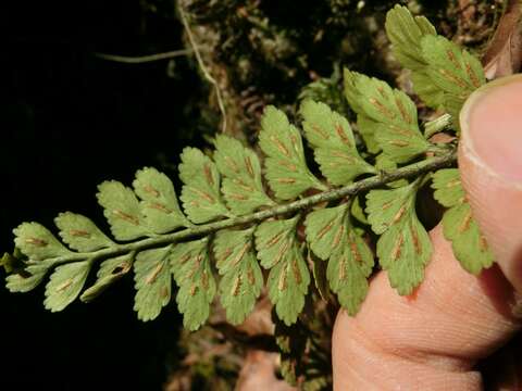 Image of Asplenium crinicaule Hance