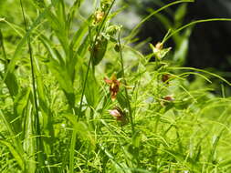 Image of Stream orchid