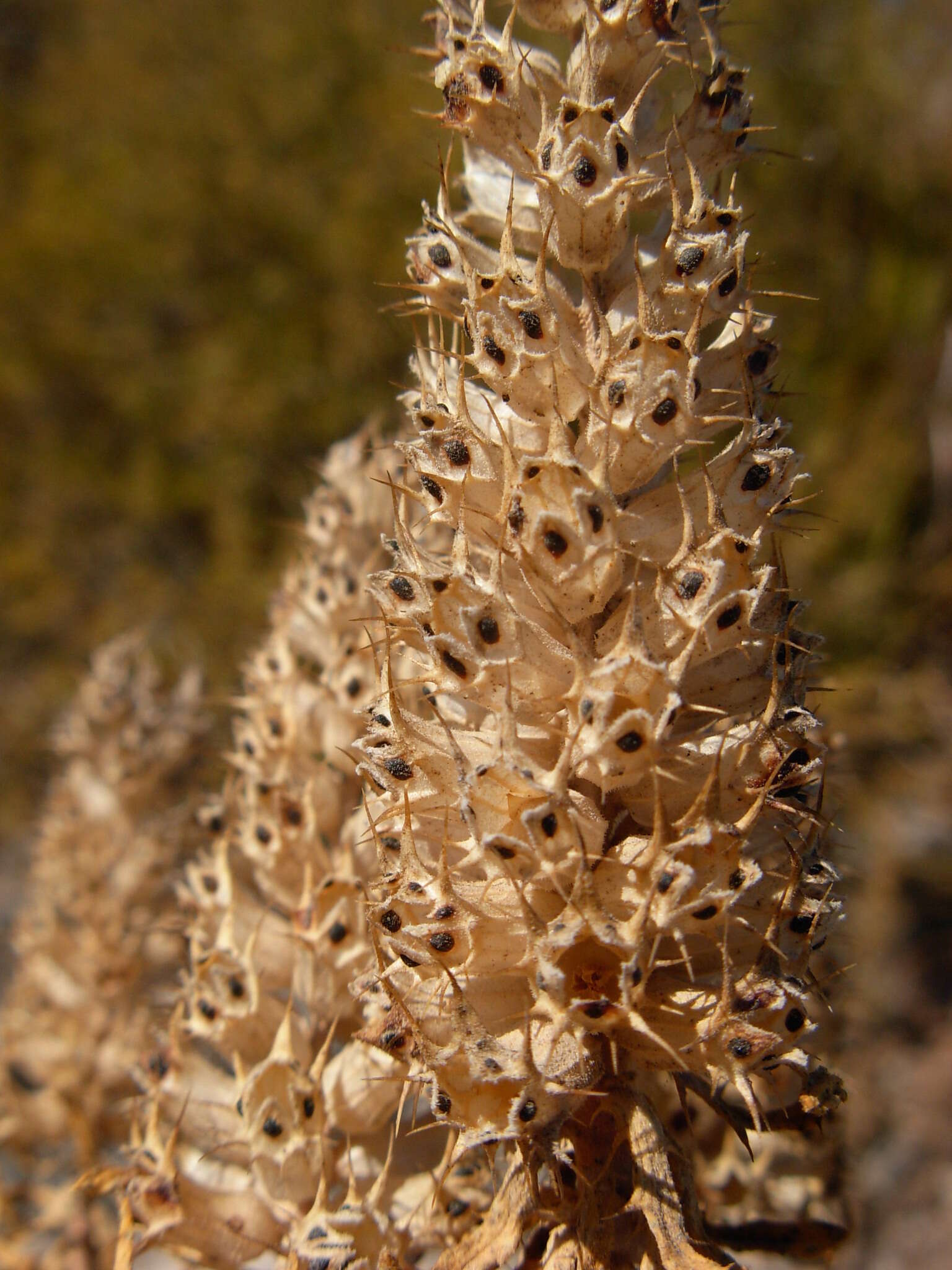 Image of Coris monspeliensis subsp. annua (Halácsy & Bald.) Arrigoni