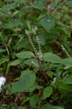 Image of beefsteakplant