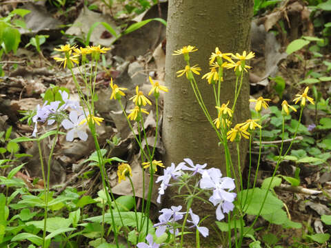 Image of golden ragwort