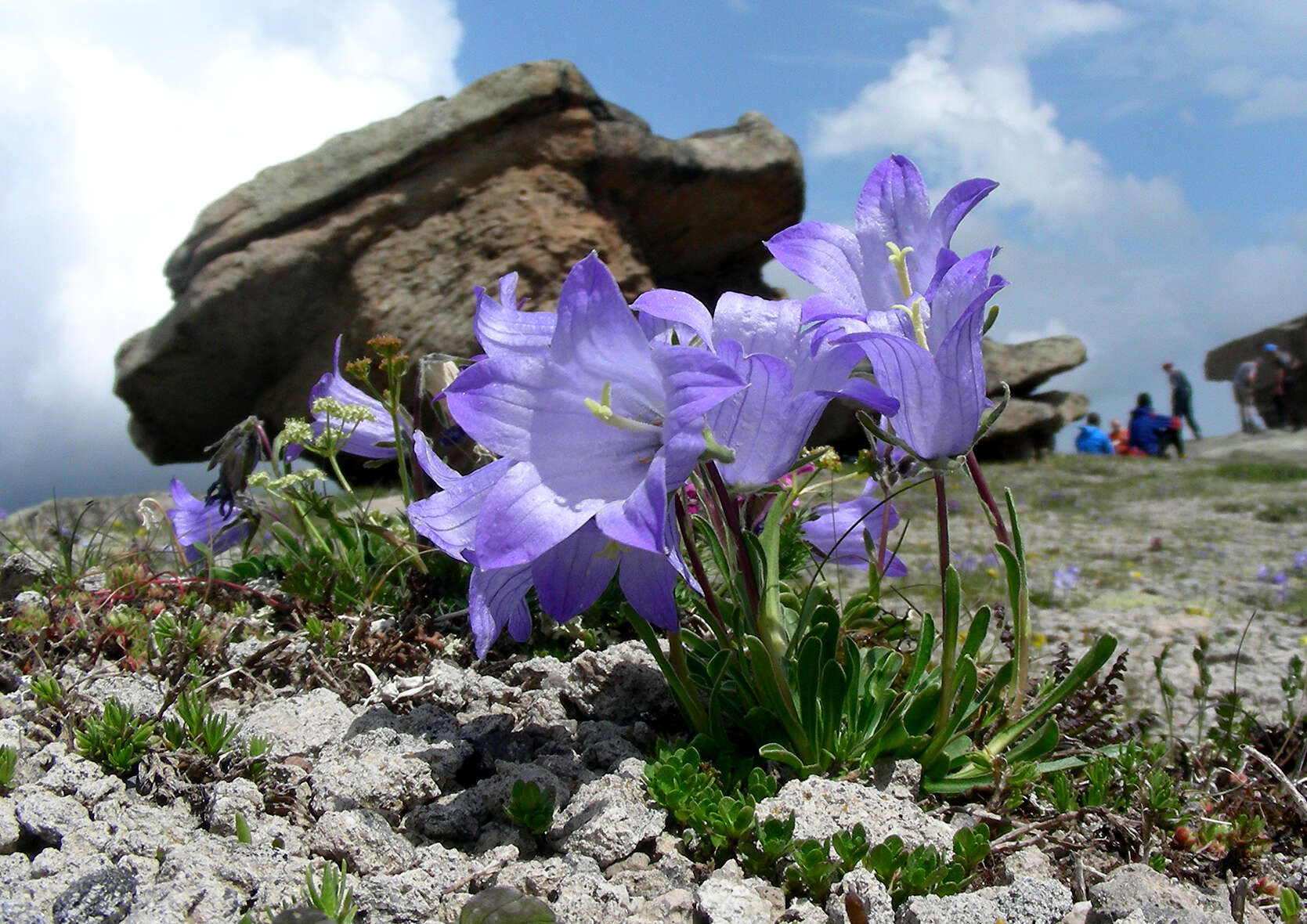 Image of Campanula tridentata Schreb.