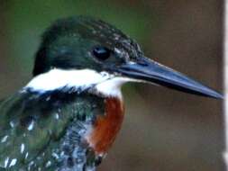 Image of Green Kingfisher