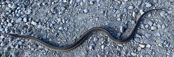 Image of Giant Garter Snake