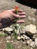 Image of Sacramento Mountain Indian paintbrush