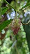 Image of Columnea sanguinolenta (Klotzsch ex Oerst.) Hanst.