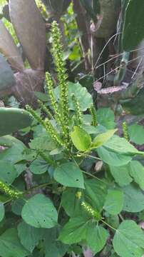 Image of Acalypha polystachya Jacq.