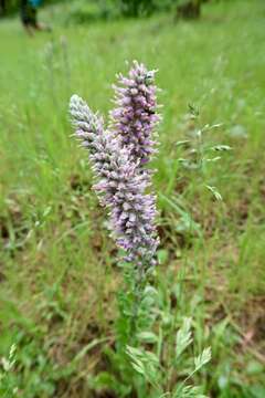 Image of Veronica plantaginea E. James