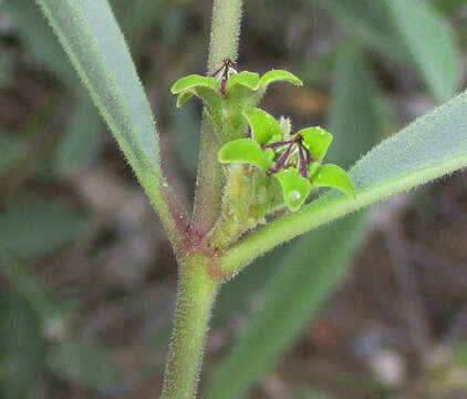 Image of Raphionacme velutina Schltr.