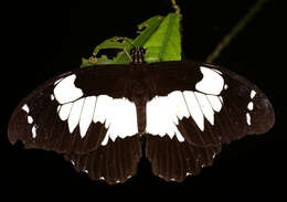 Image of Papilio euchenor Guérin-Méneville 1829