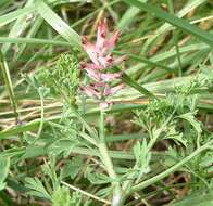 Image of Common Fumitory