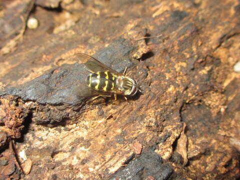 Image of Dasysyrphus bilineatus (Matsumura 1917)