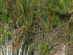 Alectra sessiliflora var. sessiliflora的圖片