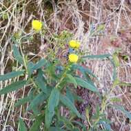 Image of Calceolaria angustifolia (Lindl.) Sweet