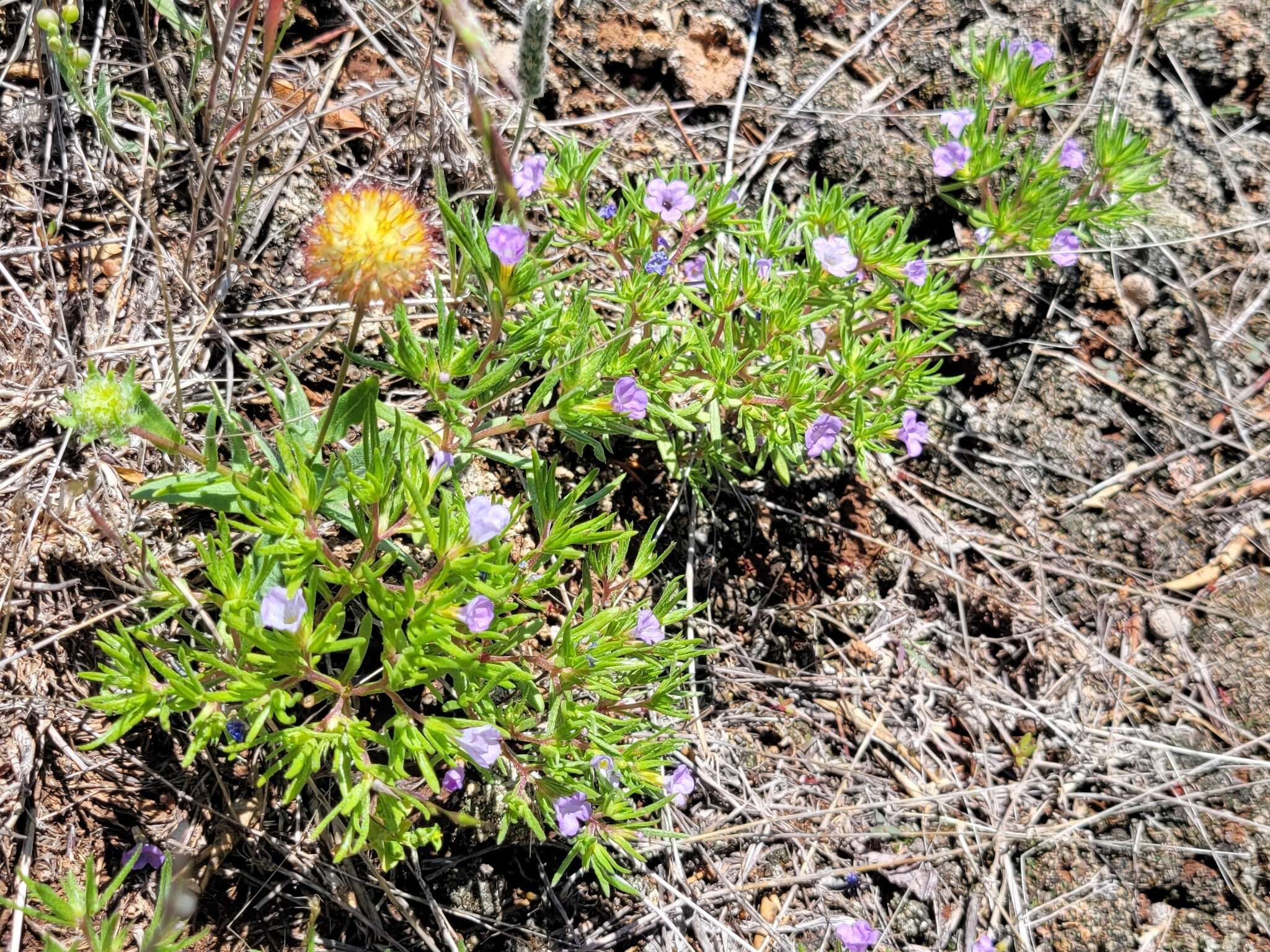 Image of Stevens' fiddleleaf