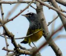 Image of MacGillivray's Warbler