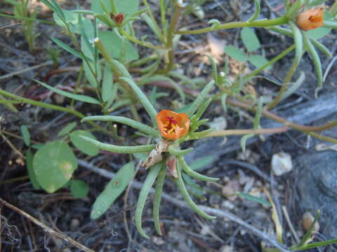 Image of shrubby purslane