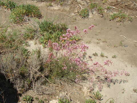 Image of Limonium insigne (Coss.) O. Kuntze