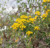 Image of Zaluzania montagnifolia (Sch. Bip.) Sch. Bip.