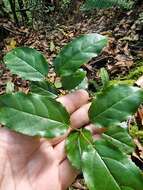 Rhamnus glandulosa Ait. resmi