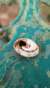 Image of Maritime gardensnail