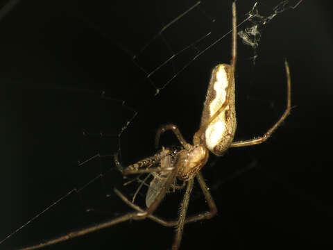 Plancia ëd Tetragnatha extensa (Linnaeus 1758)