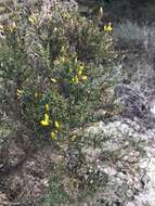 Image of Ulex parviflorus Pourr.