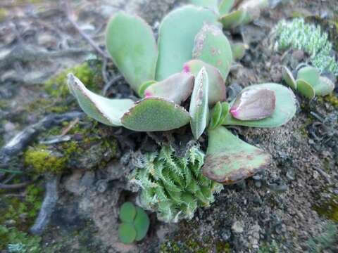 Image of Haworthia herbacea (Mill.) Stearn