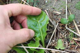 Image of common beet