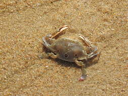 Image of blood-spotted swimming crab