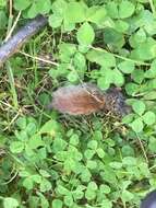 Image of Revillagigedo Island Red-backed Vole