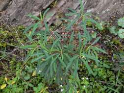 Image of Euphorbia kraussiana Bernh. ex C. Krauss