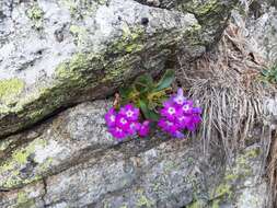 Image of Primula hirsuta All.