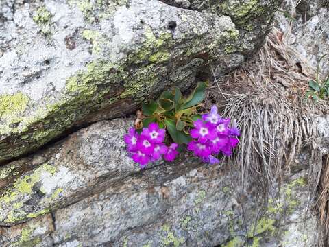 Image of Primula hirsuta All.