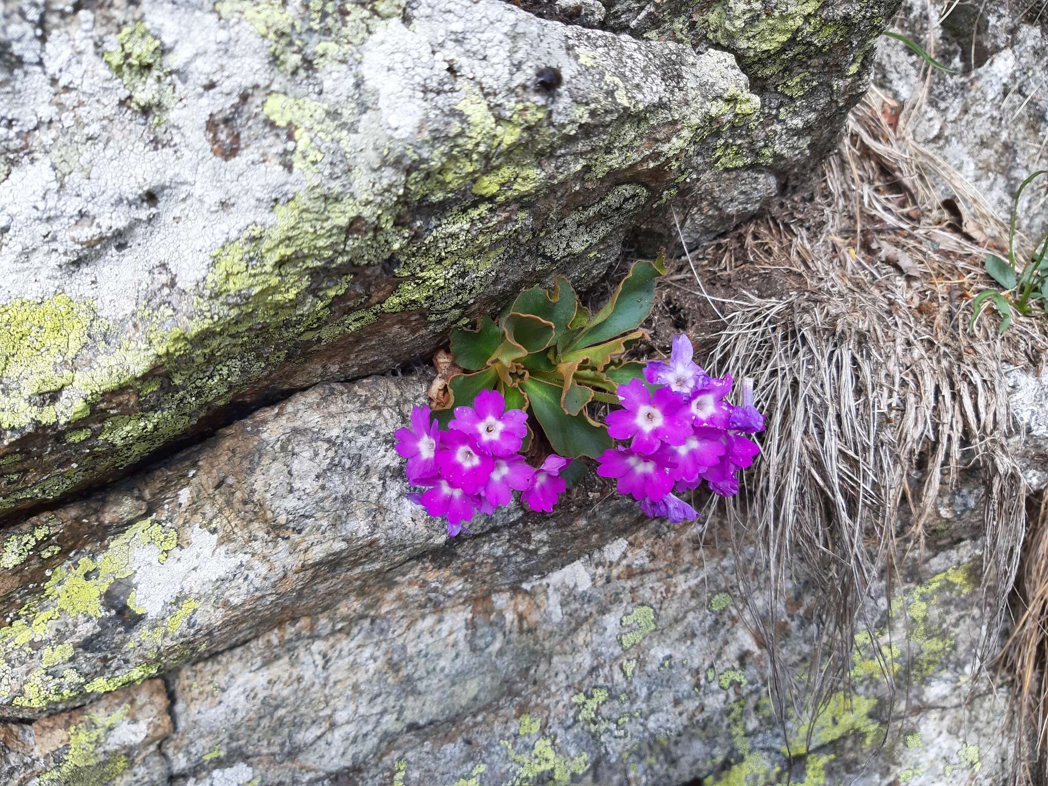 Image of Primula hirsuta All.