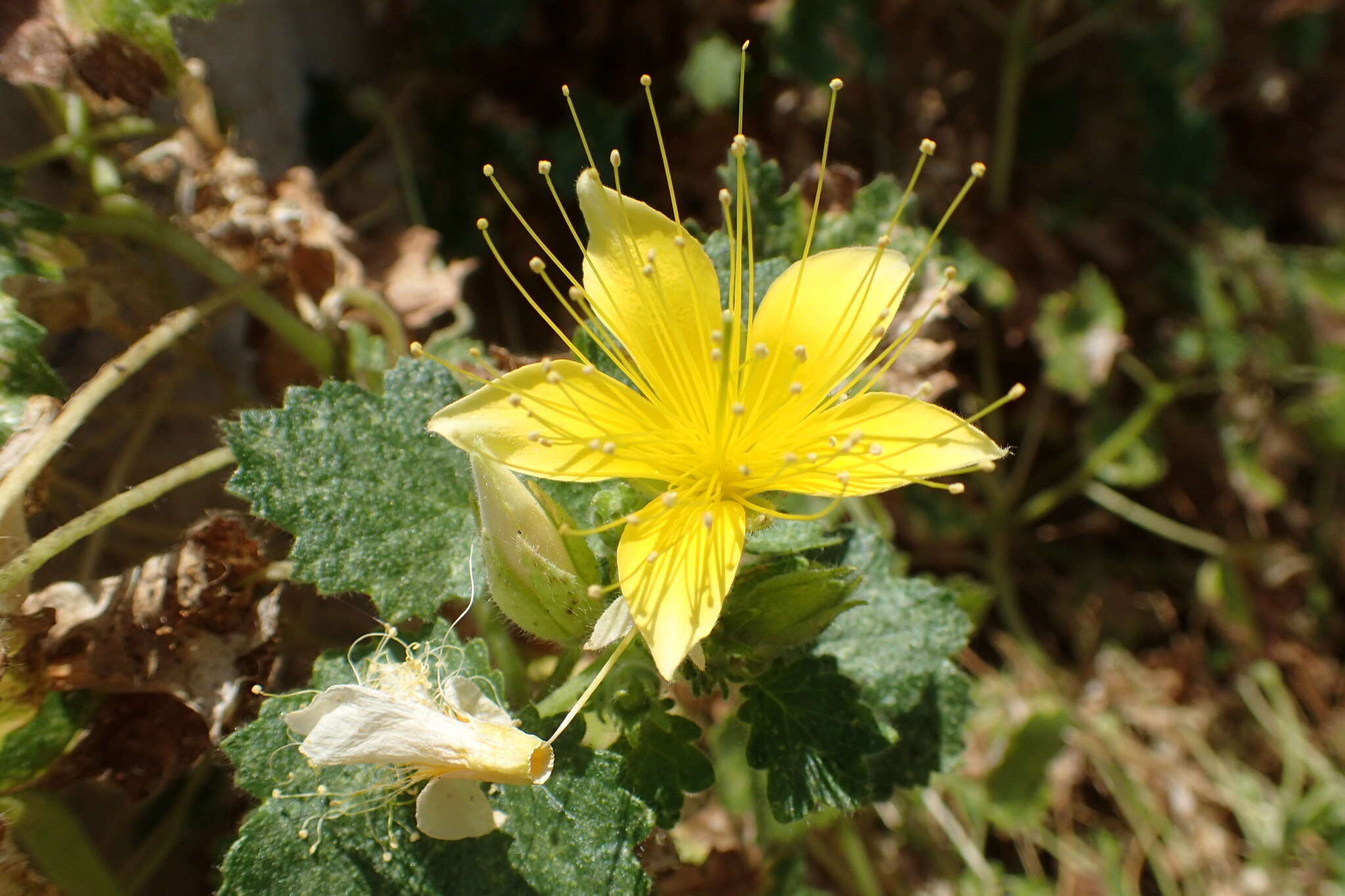 Image of yellow stingbush