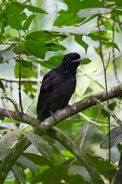 Image of Bare-necked Umbrellabird