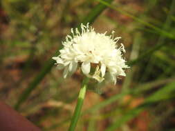 Image of Mock scabious