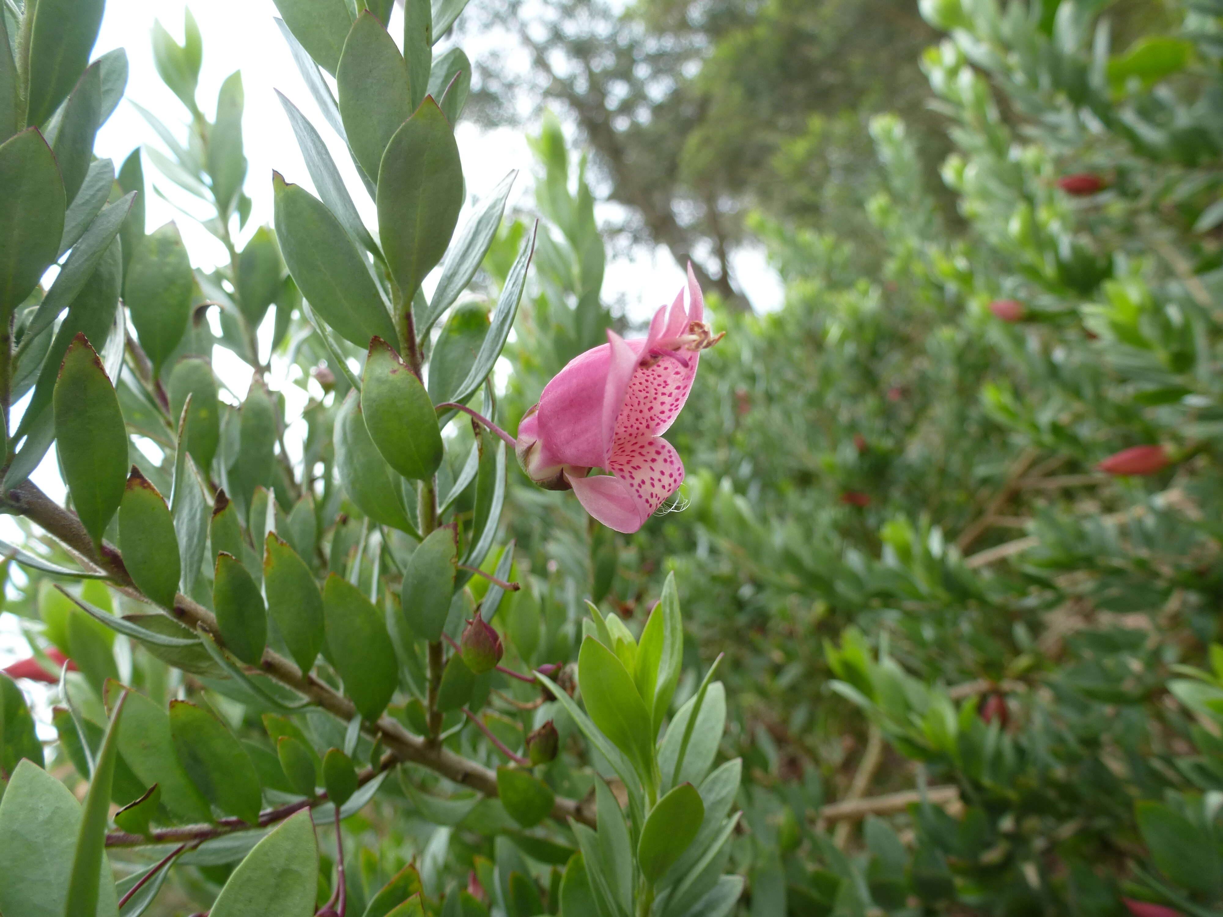 Image of Eremophila maculata (Ker-Gawler) F. Muell.