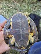 Image of Manning River snapping turtle