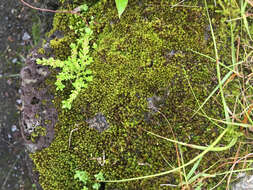 Image of hyophila moss