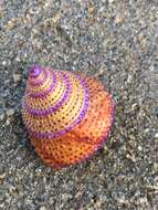 Image of Jeweled Top Snail
