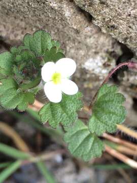 Image of glandular speedwell