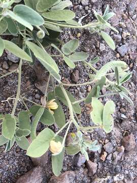 Image of twinleaf senna