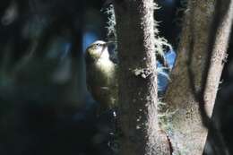 Image of Hawaii Creeper